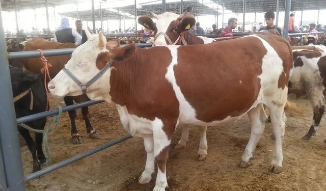 Ortak kesilen kurbanlarda niyet birliği şart mıdır?