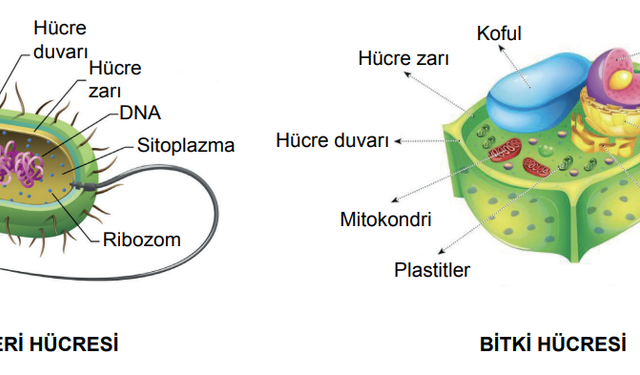 9. sınıf biyoloji 2. dönem çalışma kağıdı