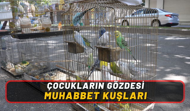 Çocukların Gözdesi Muhabbet Kuşları