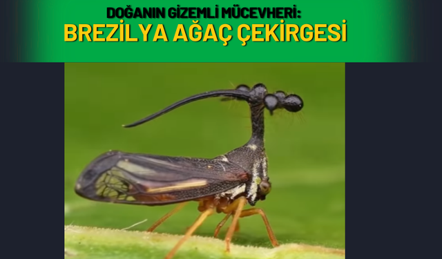 Doğanın Gizemli Mücevheri: Brezilya Ağaç Çekirgesi