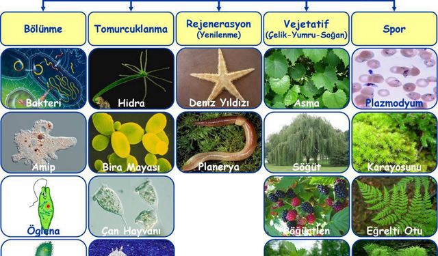 10 sınıf eşeysiz üreme ile ilgili çözümlü sorular