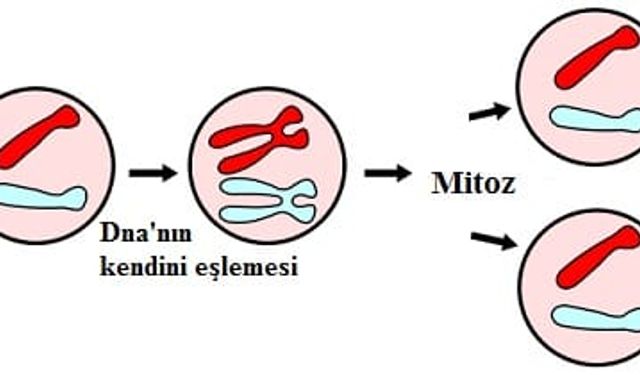 Mitozun ilk evresi olan ve dna'nın kendini eşlemesiyle