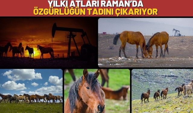 Yılkı Atları Raman’da Özgürlüğün Tadını Çıkarıyor