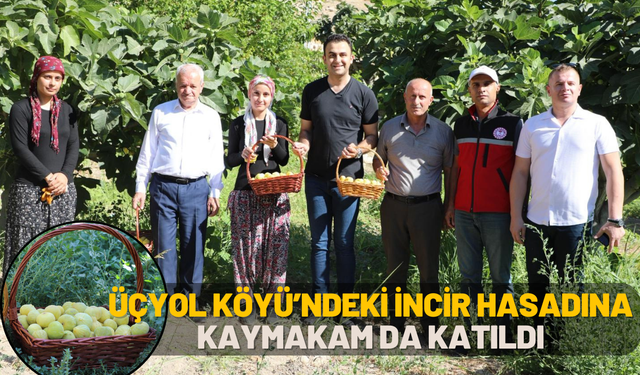 Üçyol Köyü’ndeki incir hasadına kaymakam da katıldı