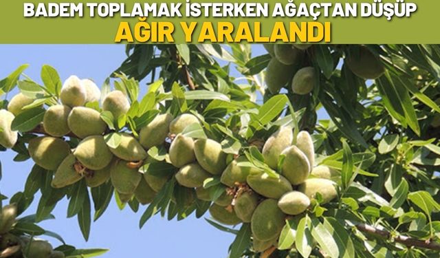 Badem Toplamak İsterken Ağaçtan Düşüp Ağır Yaralandı