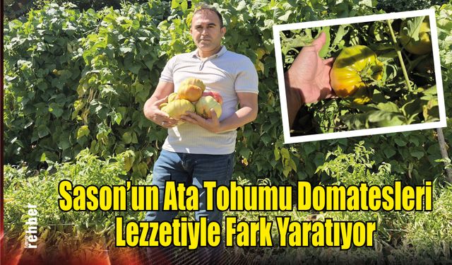 Sason'un Ata Tohumu Domatesleri Lezzetiyle Fark Yaratıyor