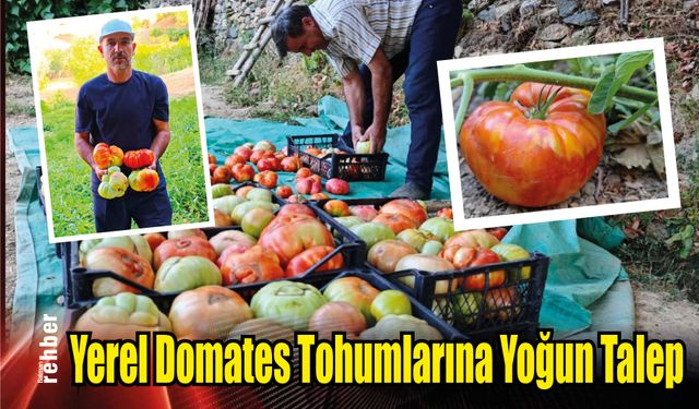 Yerel Domates Tohumlarına Yoğun Talep