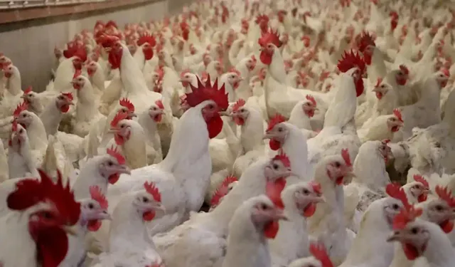 Li Elmanyayê ji ber şoba mirîşkan 400 heywanên balinde hatin telifandin