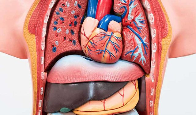 Bağışlanan her organ, filizlenen yeni bir hayattır