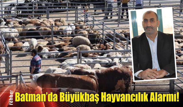 Batman'da Büyükbaş Hayvancılık Alarmı!