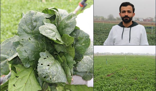 Batman'da dolu yağışı tarım alanlarında zarara yol açtı, çiftçi destek bekliyor