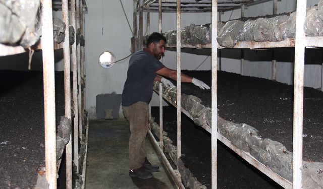 Batman'da eski inşaat işçisi kendi kültür mantarı tesisini kurdu