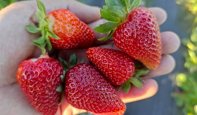 Batman'da yılın son çilek hasadı başladı