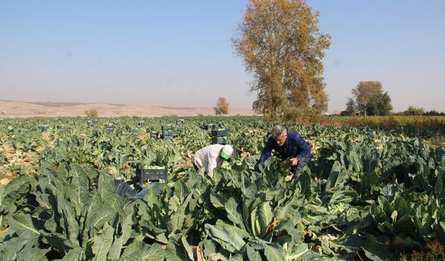 Çiftçiler: Ürün verimli ama fiyatlar yüzünden zarar ediyoruz