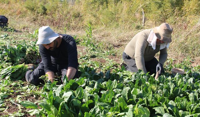 Çiftçilerden destek çağrısı: Üretiyoruz ama emeğimizin karşılığını alamıyoruz