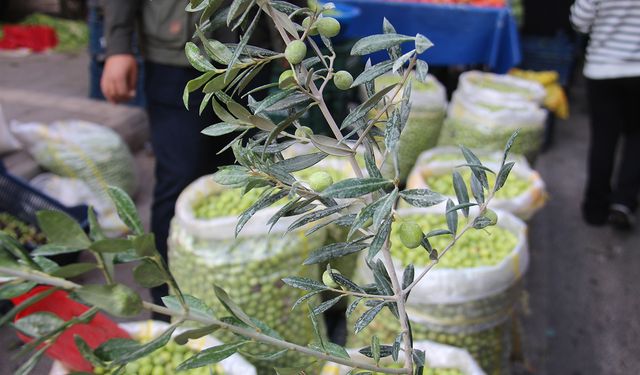 Kahvaltı sofralarının vazgeçilmezi yeşil zeytinde fiyatlar bir önceki günü aratıyor