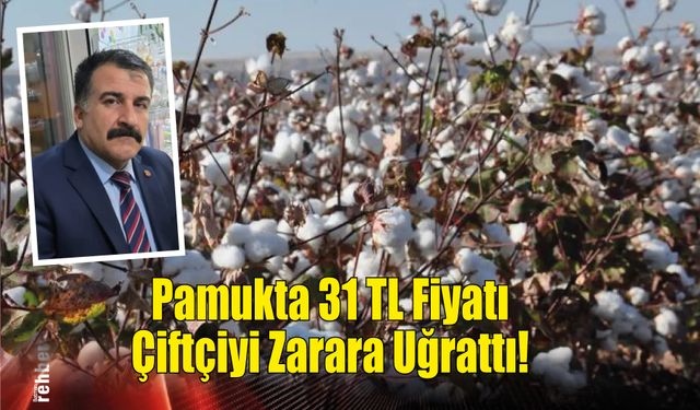 Pamukta 31 TL Fiyatı Çiftçiyi Zarara Uğrattı!