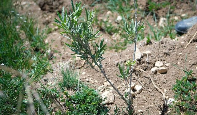 Alternatif yem kaynağı: Tuz çalısı