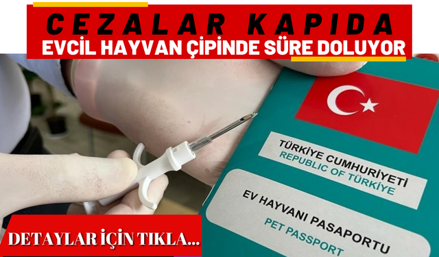 Evcil Hayvan Çipinde Süre Doluyor: Cezalar Kapıda
