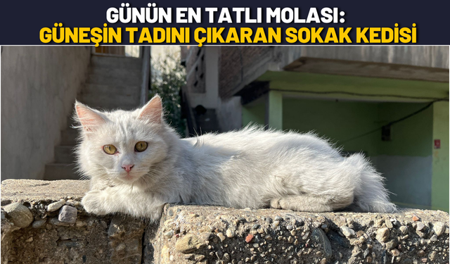 Günün En Tatlı Molası: Güneşin Tadını Çıkaran Sokak Kedisi