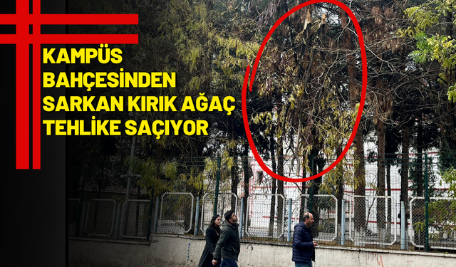 Kampüs Bahçesinden Sarkan Kırık Ağaç Tehlike Saçıyor