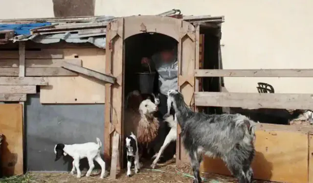 Leşkerên sîyonîst gihîştin astek nû: Wan ji Sûrîyeyê bizin dizîn