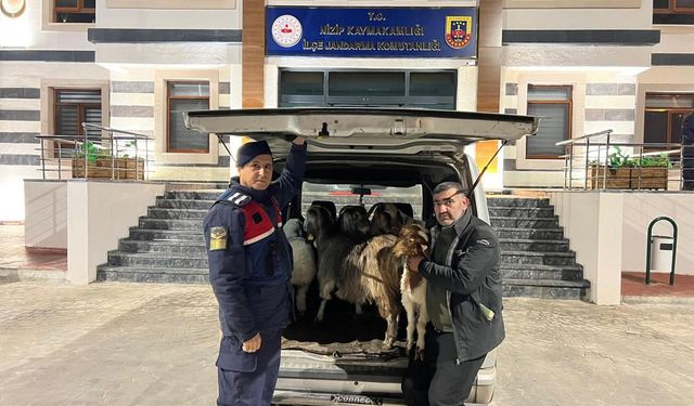 Gaziantep'te sahte parayla hayvan dolandırıcılığı: 3 şüpheli yakalandı