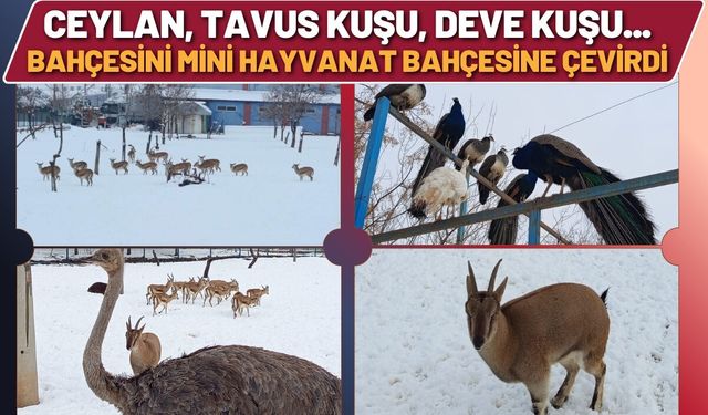 Ceylan, Tavus Kuşu, Deve Kuşu…! Bahçesini Mini Hayvanat Bahçesine Çevirdi