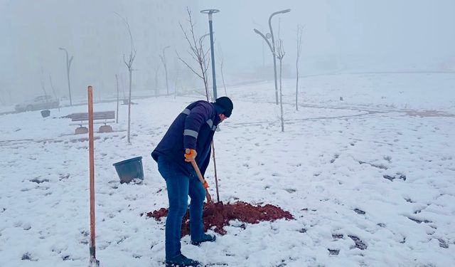 Kardelen Mahallesi’nde Ağaçlandırma ve Bakım Çalışması
