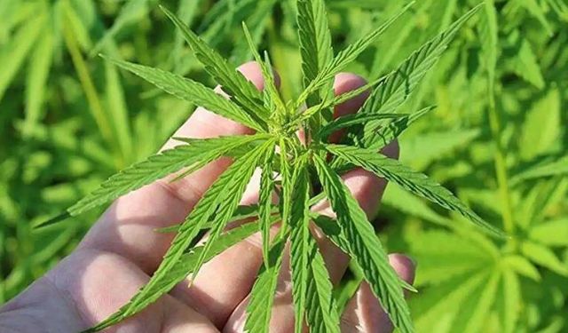 Kenevir üretimine 21 ilde izin