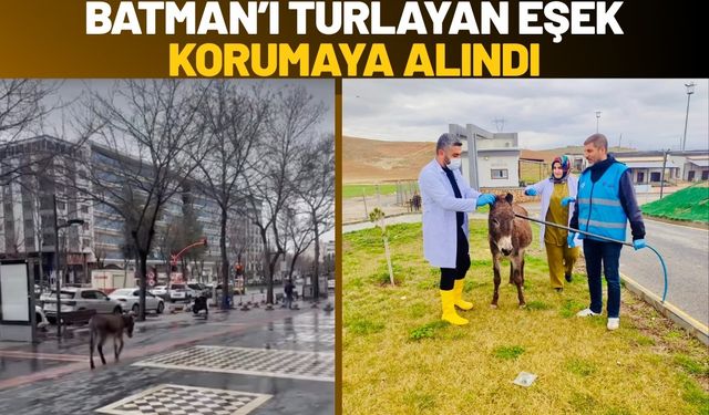 Batman’ı Turlayan Eşek Korumaya Alındı