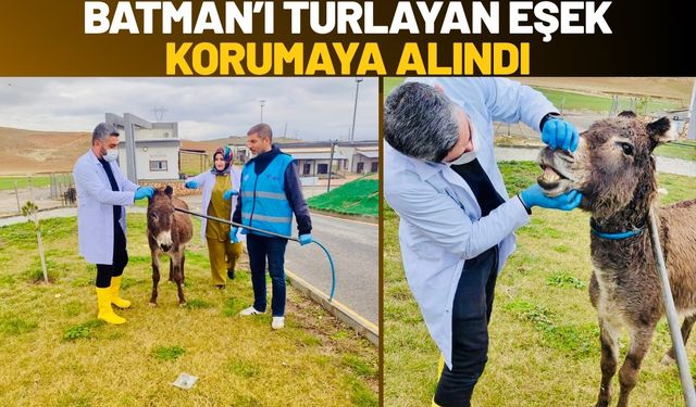 Batman’ı Turlayan Eşek Korumaya Alındı