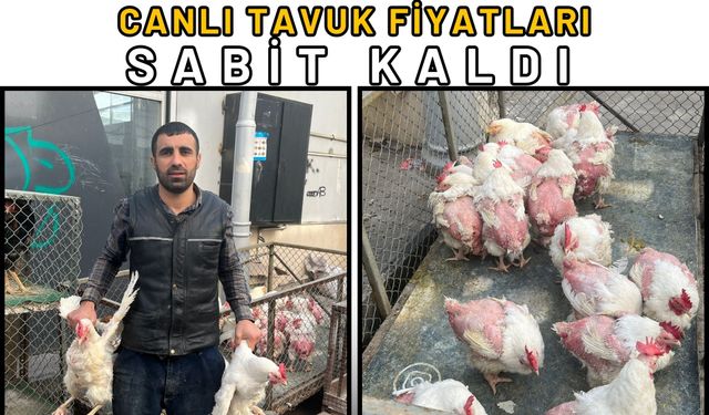 Canlı Tavuk Fiyatları Sabit Kaldı
