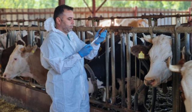 İlkbahar dönemi şap aşılama kampanyası başladı