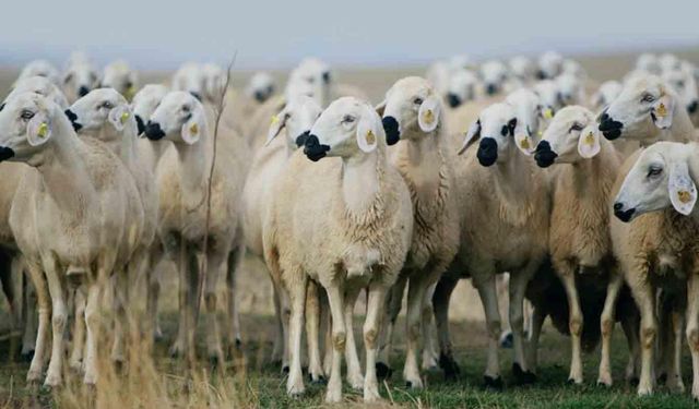 'Kırsalda bereket küçükbaşa destek' projesi başlıyor