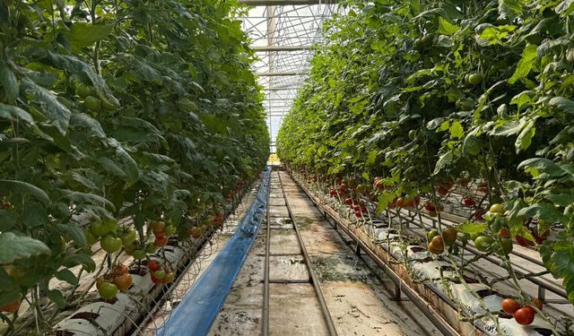 Sera OSB'de topraksız tarım dönemi başladı