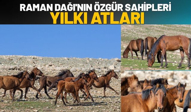 Raman Dağı'nın Özgür Sahipleri: Yılkı Atları