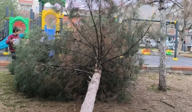 Fırtına Ağaç Devirdi