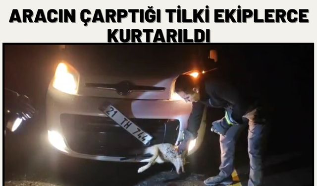 Aracın Çarptığı Tilki Ekiplerce Kurtarıldı