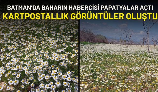 Batman’da Baharın Habercisi Papatyalar Açtı