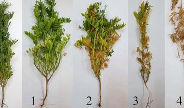 Batman'da mercimek tarlaları için kök çürüklüğü uyarısı