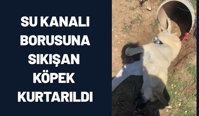 Batman’da Su Kanalı Borusuna Sıkışan Köpek Kurtarıldı