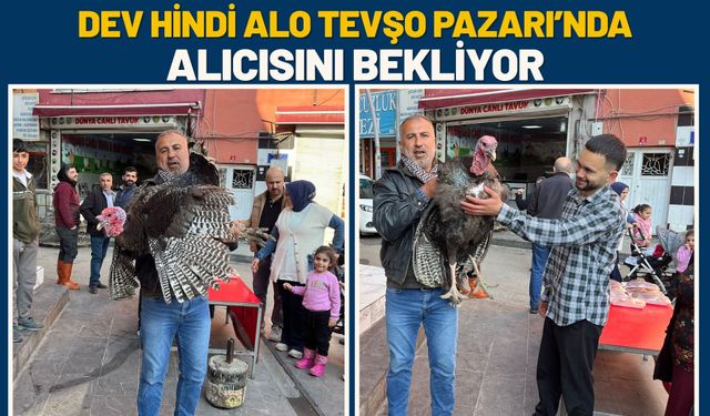 Dev Hindi Alo Tevşo Pazarı’nda Alıcısını Bekliyor