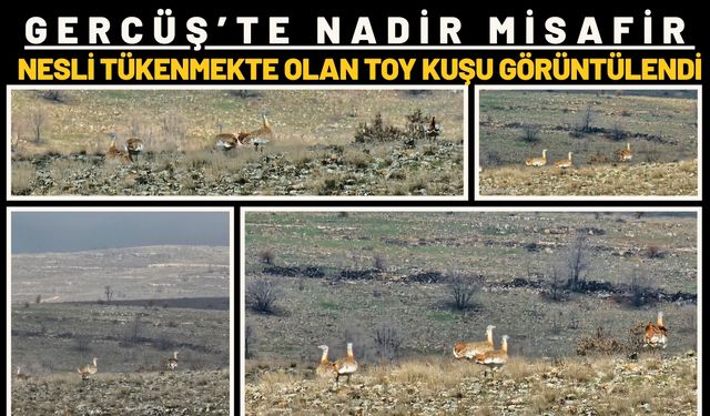 Gercüş’te Nadir Misafir: Nesli Tükenmekte Olan Toy Kuşu Görüntülendi