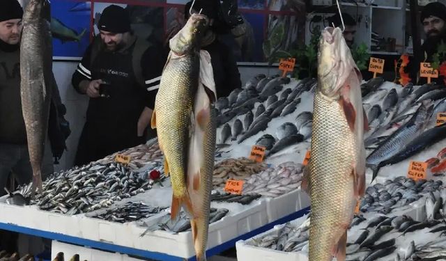 İç sularda sazangiller için av yasağı başladı