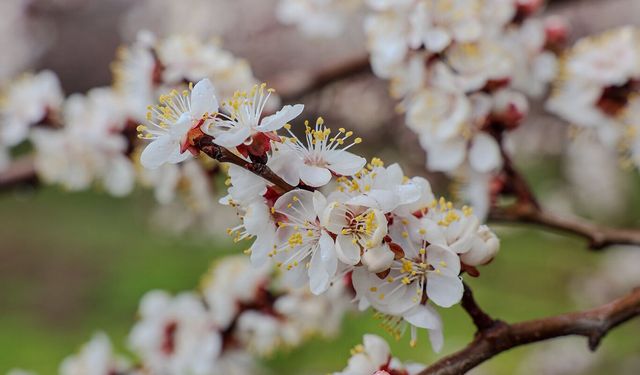Kayısıda çiçeklenme başladı: Üreticilere monilya uyarısı