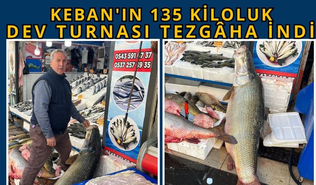 Keban'ın 135 Kiloluk Dev Turnası Tezgâha İndi