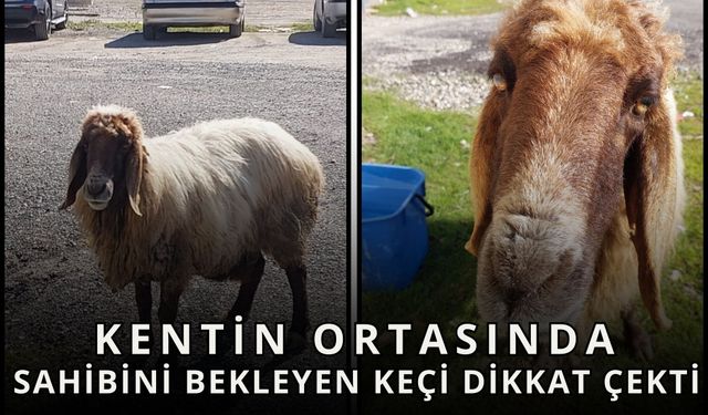 Kentin Ortasında Sahibini Bekleyen Keçi Dikkat Çekti