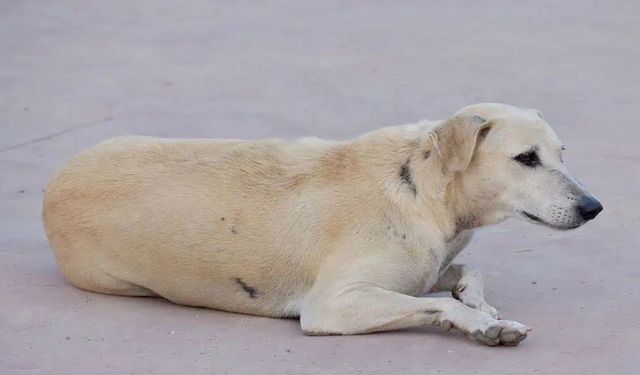 Köpek saldırısına uğrayan 3 yaşındaki çocuk yaralandı