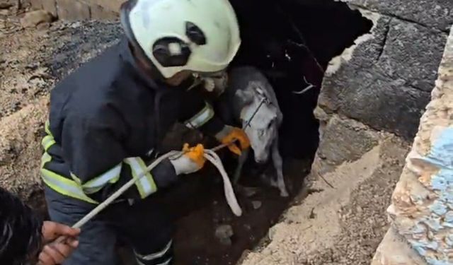 Mardin'de çöken ahıra düşen eşek itfaiye ekiplerince kurtarıldı
